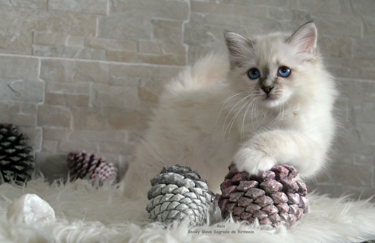 gatitos, gatos, gatos birmanos, sagrados de birmania